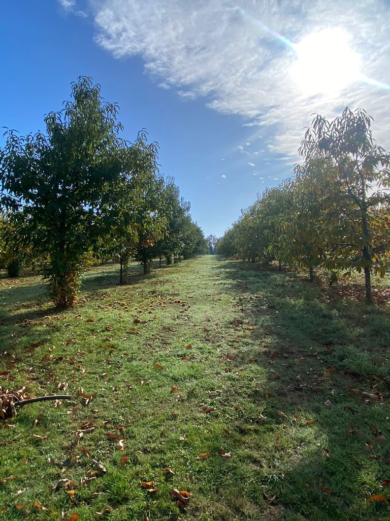 alfaberries's tweet photo. Esta semana recorrimos huertos de castañas en la Región del Ñuble y la Araucanía 🌰🫶🏻

#castañas #huerto #campochileno #exportación https://t.co/Nt2HVtk9NE