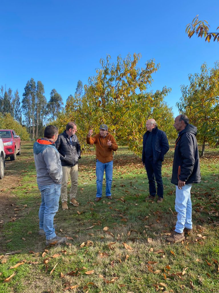 alfaberries's tweet photo. Esta semana recorrimos huertos de castañas en la Región del Ñuble y la Araucanía 🌰🫶🏻

#castañas #huerto #campochileno #exportación https://t.co/Nt2HVtk9NE