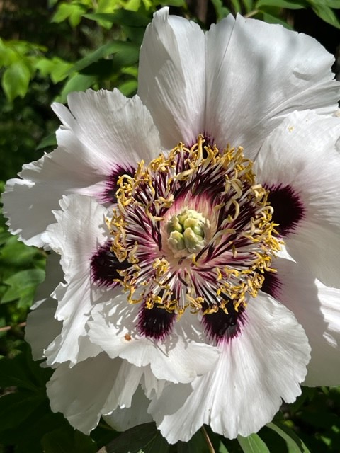 CUBotanicGarden's tweet photo. #MagicalMay continues here in the Garden with the lilacs, peonies and alliums coming into their own. There's blossom still to enjoy, new foliage emerging and cow parsley providing a beautiful frothy underlayer. If you're visiting this weekend, let us know what catches your eye?💫 https://t.co/nYFgkWVoty