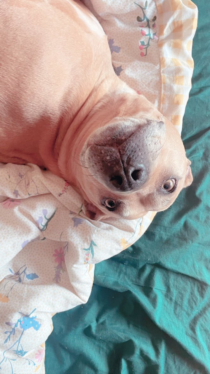 Remember me? 👅

I’ve been so busy being happy I forgot to post. But then I started remembering the suppawt I got through the hard times and thought I’d pop in and say HELLO! How are all my fury friends? #dogs #dogsoftwitter #DogTwitter