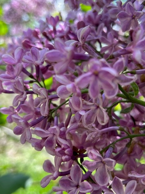 CUBotanicGarden's tweet photo. #MagicalMay continues here in the Garden with the lilacs, peonies and alliums coming into their own. There's blossom still to enjoy, new foliage emerging and cow parsley providing a beautiful frothy underlayer. If you're visiting this weekend, let us know what catches your eye?💫 https://t.co/nYFgkWVoty