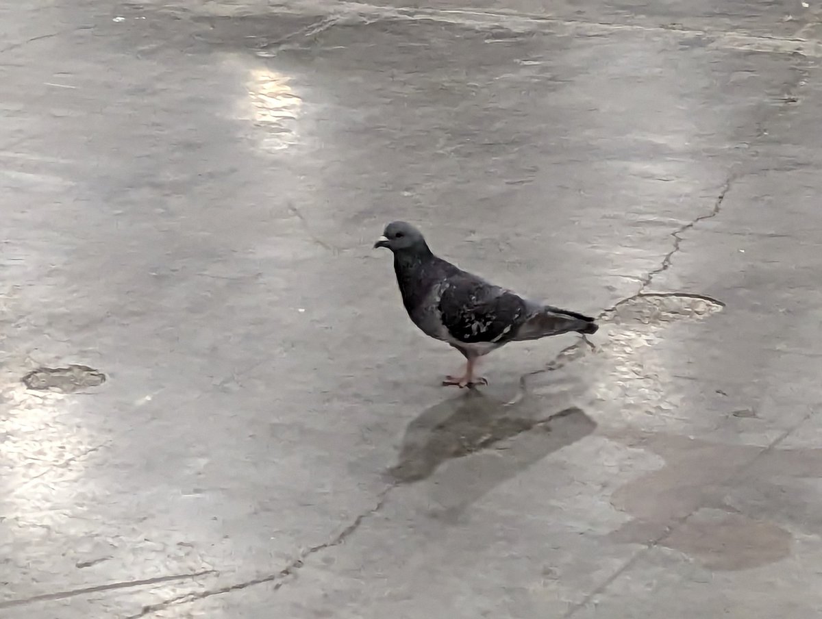 Name the official pigeon of #data23