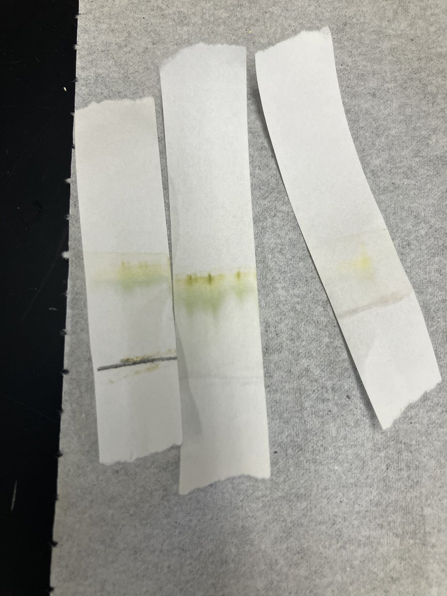 NorthScience's tweet image. Biology students in Mr.Silvestri’s class this week gathered leaves 🍁 🍃to test the pigments in each during a chromatography lab @Mr_KCullen #mtpspride #mtpssci