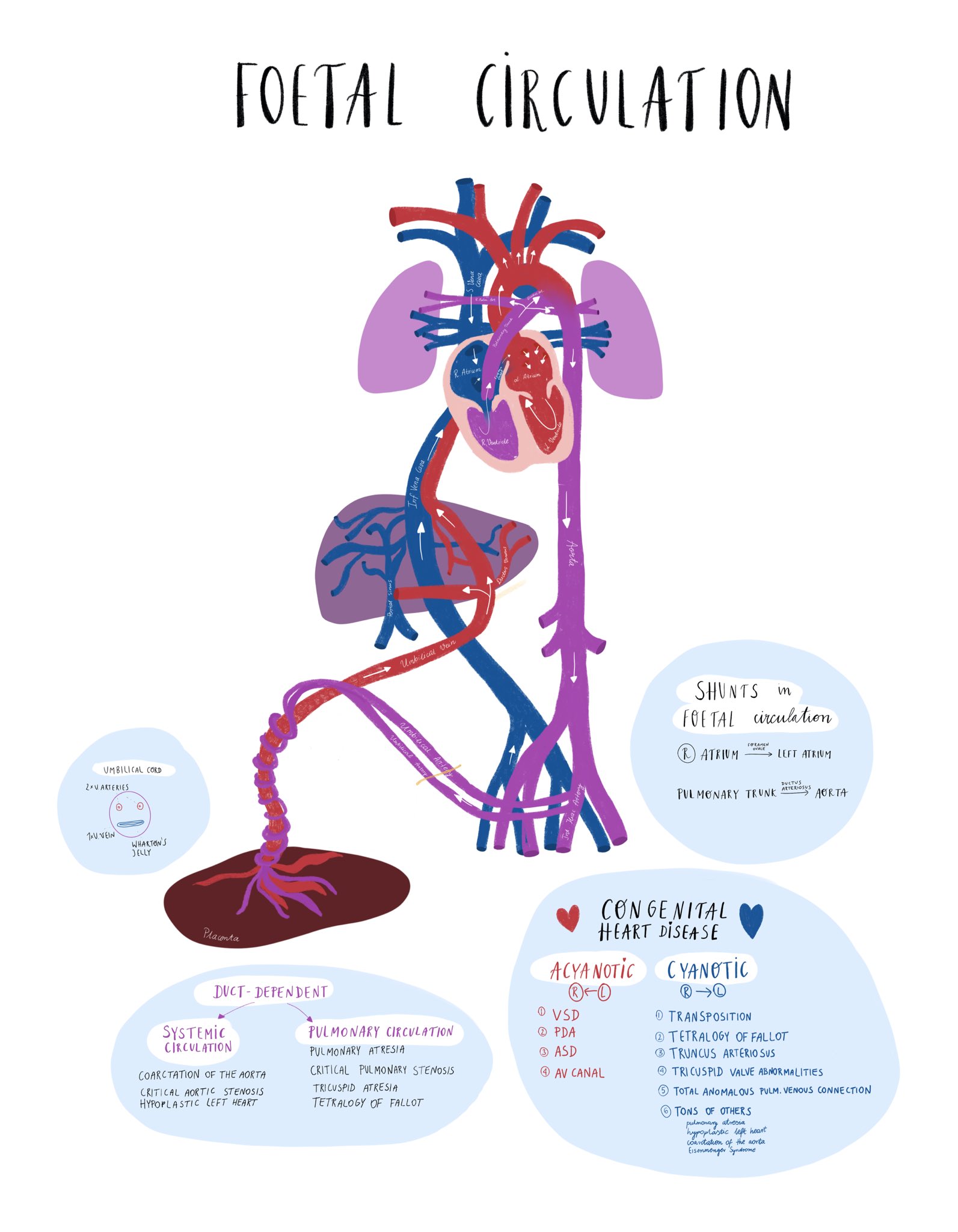Fetal Circulation Animation New Ultrasound Technique Detects Fetal fetal-circulation-animation-new-ultrasound-technique-detects-fetal