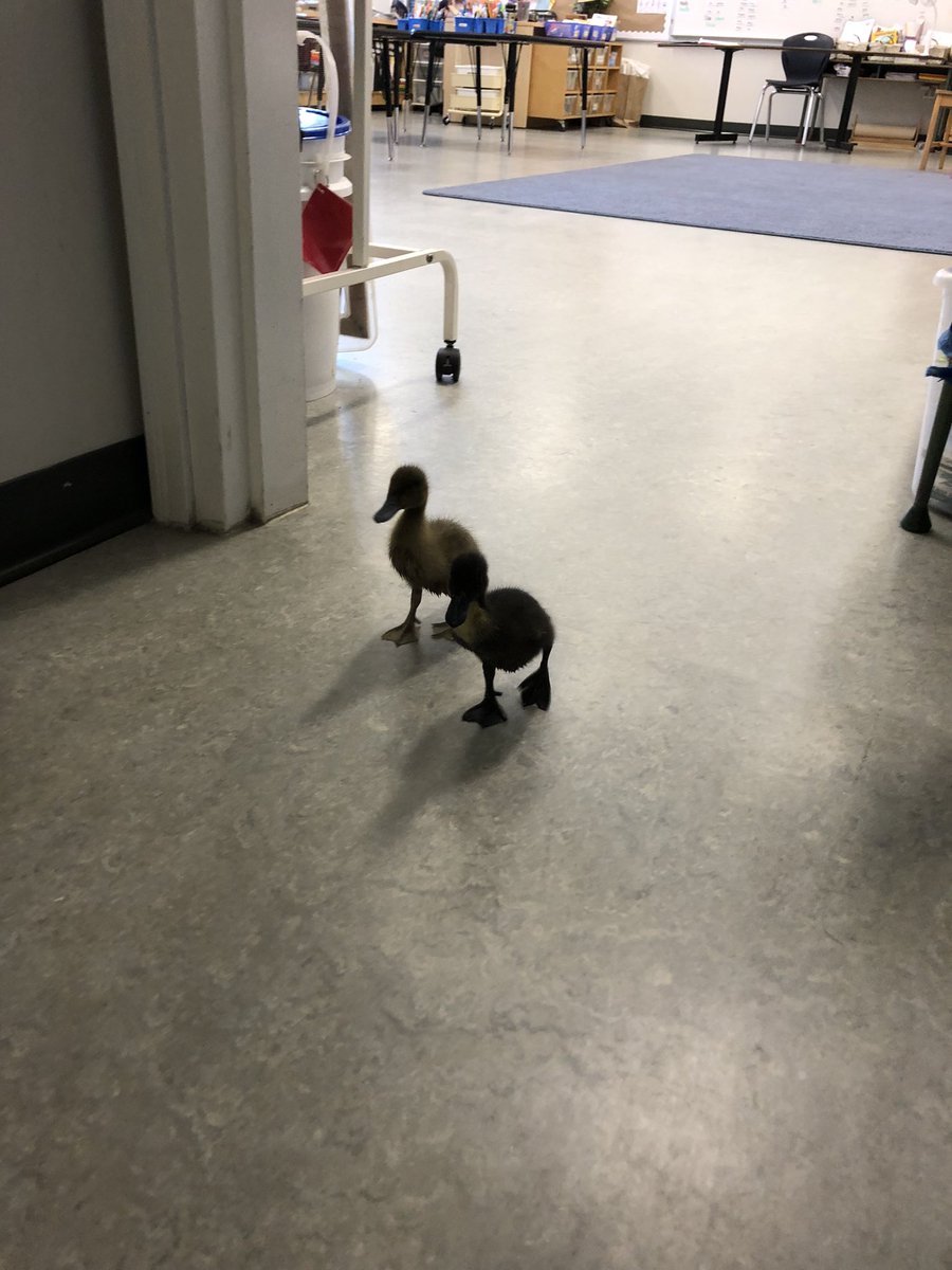 Our ducks, Nibbles and Caramel, are going for a walk down the hall to the office! So adorable!