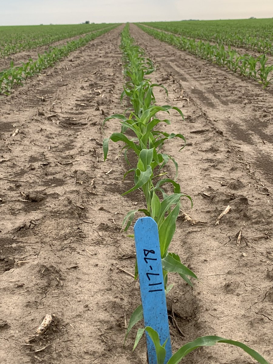 DKC117-78RIB V2P planted April 10th in Greene Co. Has went thru some less than desirable growing conditions the last month but looks good at V3 currently! Another full season hybrid to  bolster our already stellar full season offerings! #DEKALB <a href="/DKAS_SIL/">DEKALB Asgrow SIL</a>