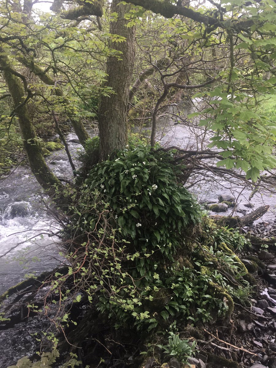 KathRSmart's tweet photo. Cohabiting - wild garlic flowering on a sycamore tree #wildflowerhour #northernfells https://t.co/x5ss61a9WU