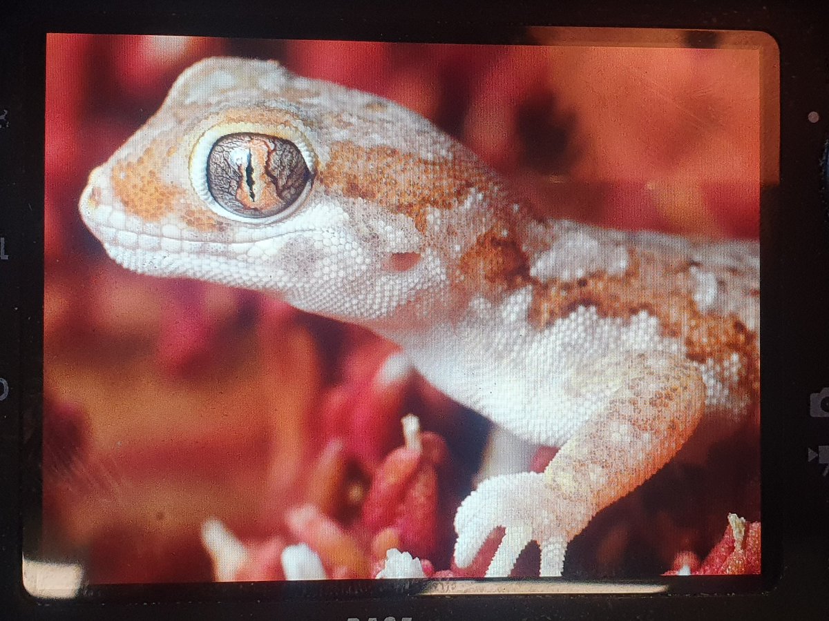 Josh Phangurha tweet media