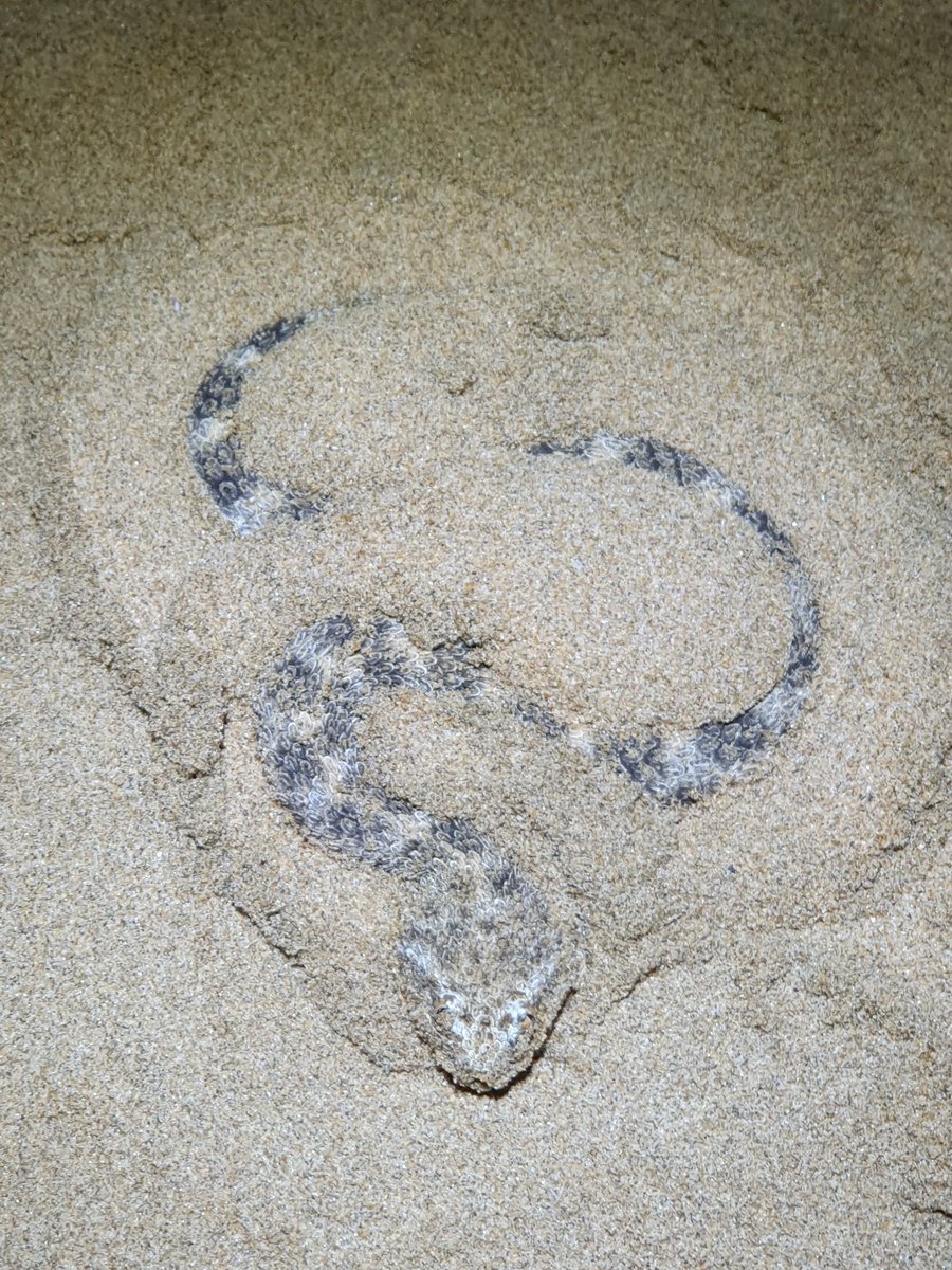 Josh Phangurha tweet media