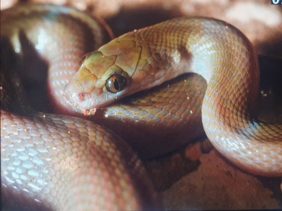 Josh Phangurha tweet media