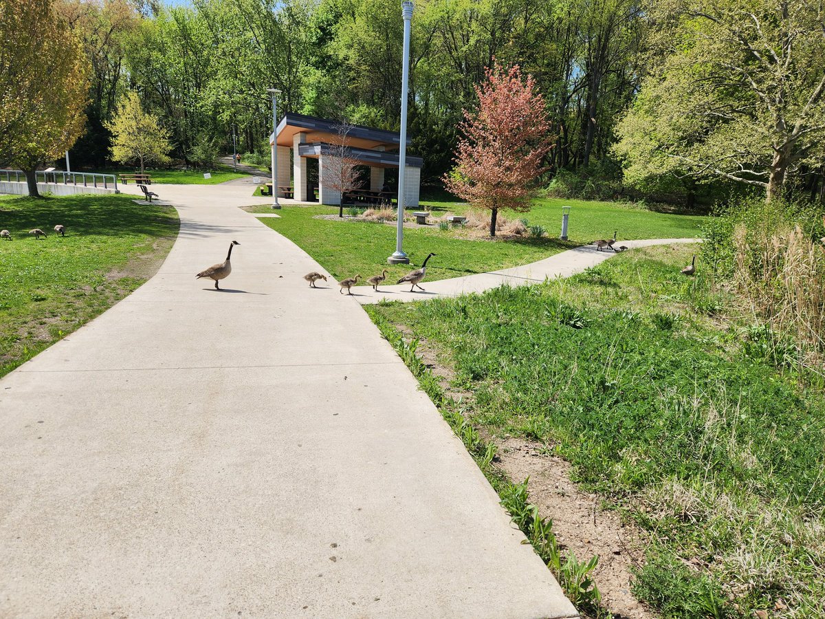 The geese are out, watch for poo! 
#Kzoo2023 #ICMS2023