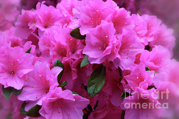 JohnStone996's tweet photo. New artwork for sale! - "Azaleas" - https://t.co/6CJTZyigww @fineartamerica https://t.co/BXsIeGz49o
