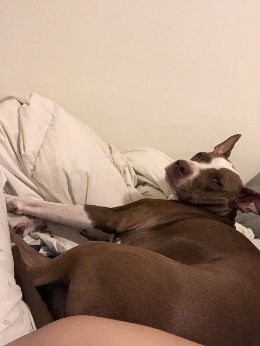 king__james11's tweet photo. In honor of those two beautiful puppers. Pits are not dangerous by nature. https://t.co/3jdgPIgc5d