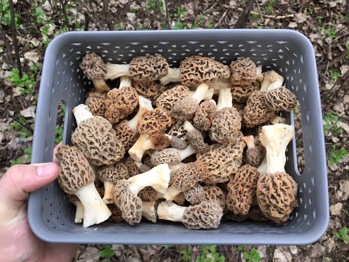 And the winner of the @UMNPlantPath contest to bring in the 1st morel is @ColinPeters_222. Many of you living south of us have been finding morels for some time but the season is just beginning for us. Winner gets The Mushroom Cookbook