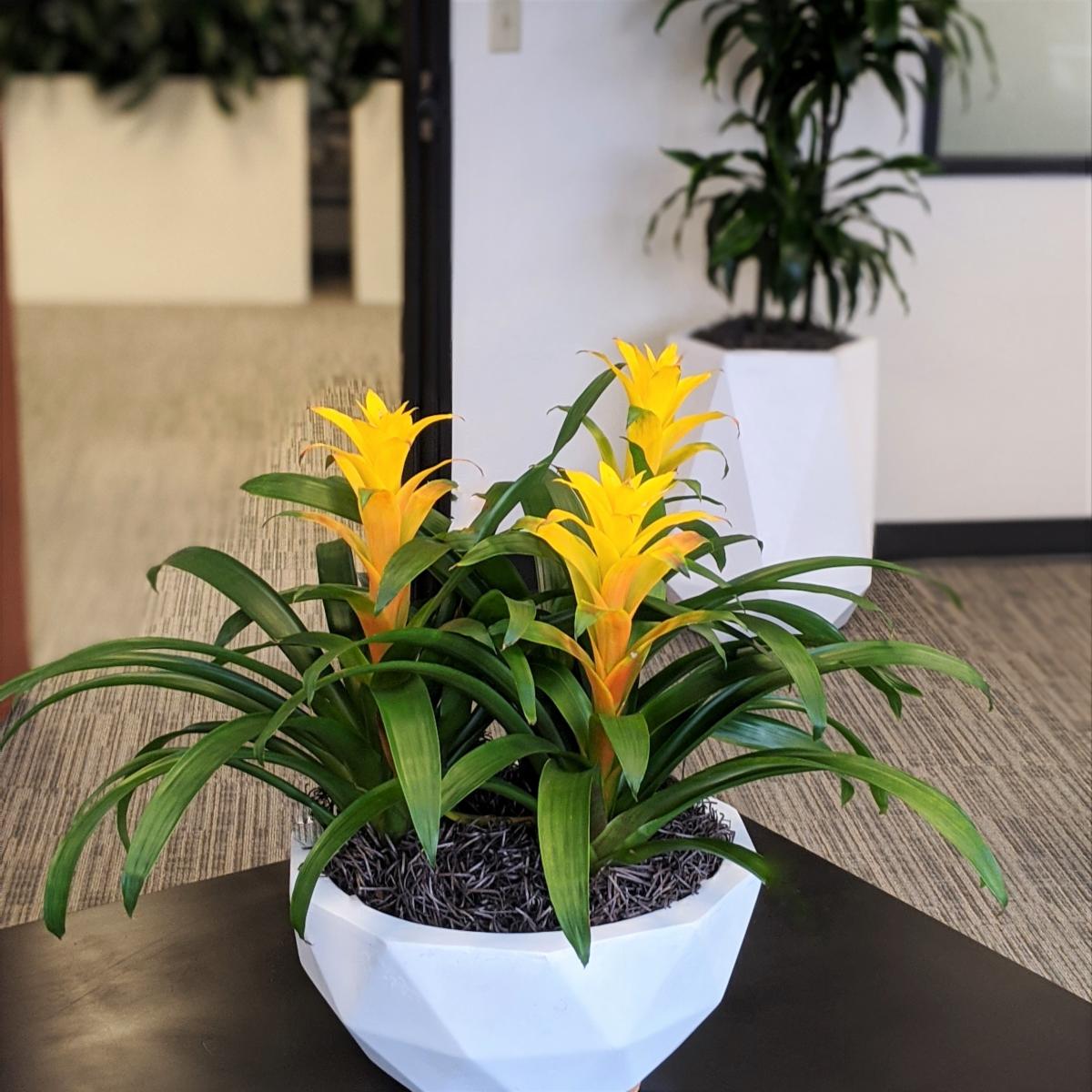 BiomeIdaho's tweet photo. Our blooming plant program brings color & life into the workplace. Brighten up your reception desk, executive suite, or anywhere that needs an upscale touch.
#bloomingplantrotation #PlantsAtWork #biomeidaho #natureindoors #officedesign #biophilia #receptiondesk #executivesuit https://t.co/alkQ9DM38R
