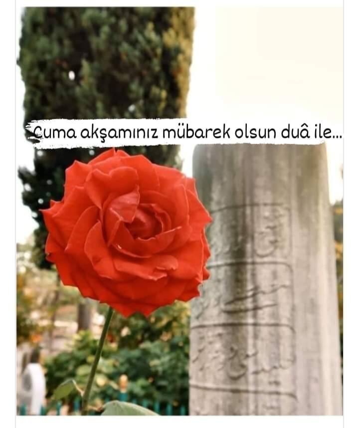 Ebû Hüreyre’den (r.a.) nakledildiğine göre,
Resûlullah (s.a.v.) şöyle buyurmuştur:

"Mü'min, yeşil ekine benzer.
Ekin rüzgarla eğilir fakat yıkılmaz.
Rüzgar sakinleştiğinde yine doğrulur.
İşte mü'min de böyledir; o da bela ve sıkıntılar sebebiyle eğilir ancak yıkılmaz..."