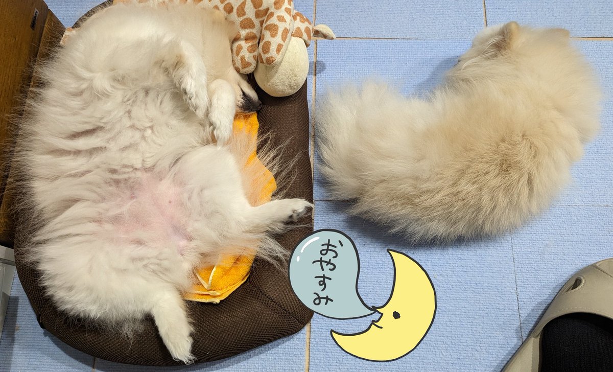 なんで2匹ともわざわざ仕事場で付き合ってるかな…☺️
ごめんごめん寝室で寝よ… 