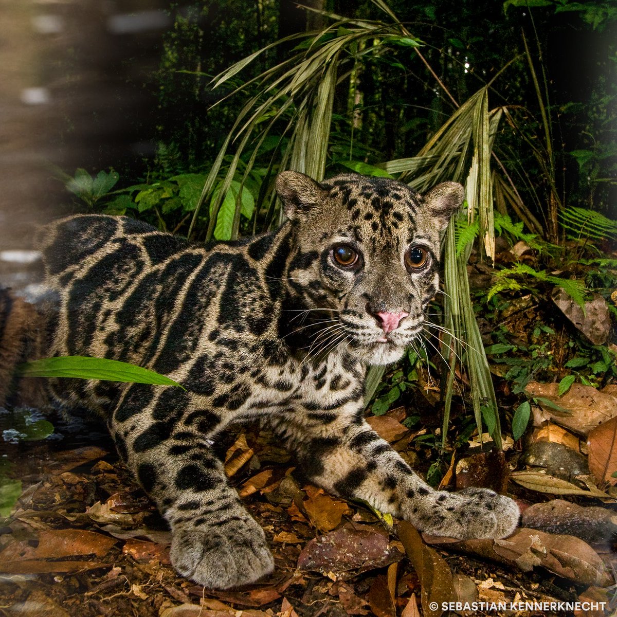 PantheraCats's tweet photo. Clouded leopards are the third-most trafficked wild #cat in Southeast Asia. To end this, Panthera partners with the Sabah Forestry and Wildlife Department to train forest patrols and use innovative reporting tools to mitigate poaching. https://t.co/vk2ebWeBTw