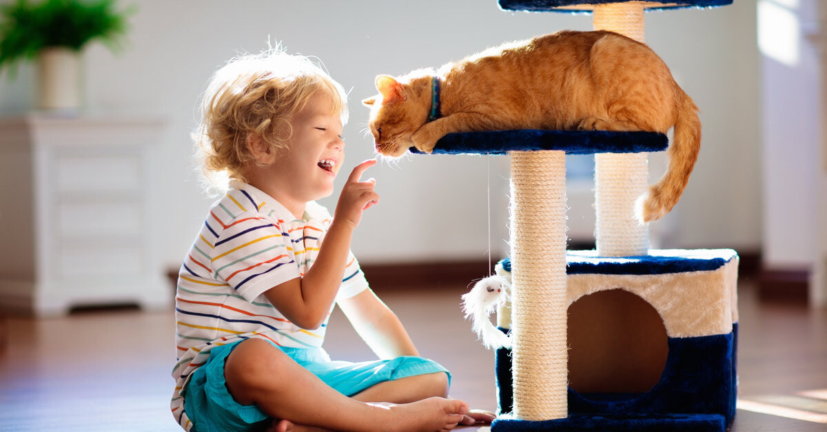 docentecm's tweet photo. Oferta del día, juguetes para tu mascota: Cuidamos de sus uñas con estos rascadores.  Plumeros, para sus estiramientos https://t.co/2jCvkguHBB