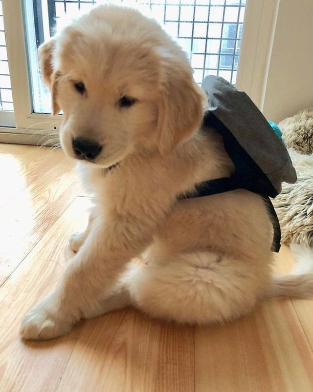 Golden retrievers are essentially priceless because they are simply too valuable for this world.
Rate This Cuteness 10-100??📷📷
-
 #dog #dogs #scotland #dogsoftwitter #Easter2023 #captainchaos #puppylove #puppies #goldenretriever