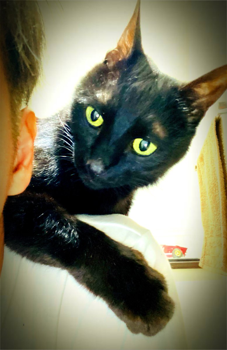 Sin_Uemura's tweet photo. 地味に爪が刺さるが…

ここは我慢…(;´д｀)

#cats #blackcat #caturday #CatsOfTwitter #CatsOnTwitter #猫 #黒猫 #猫のいる生活 #猫のいる暮らし #猫のいる幸せ #猫好きさんと繋がりたい #猫好きな人と繋がりたい https://t.co/Tp62I7kpm7