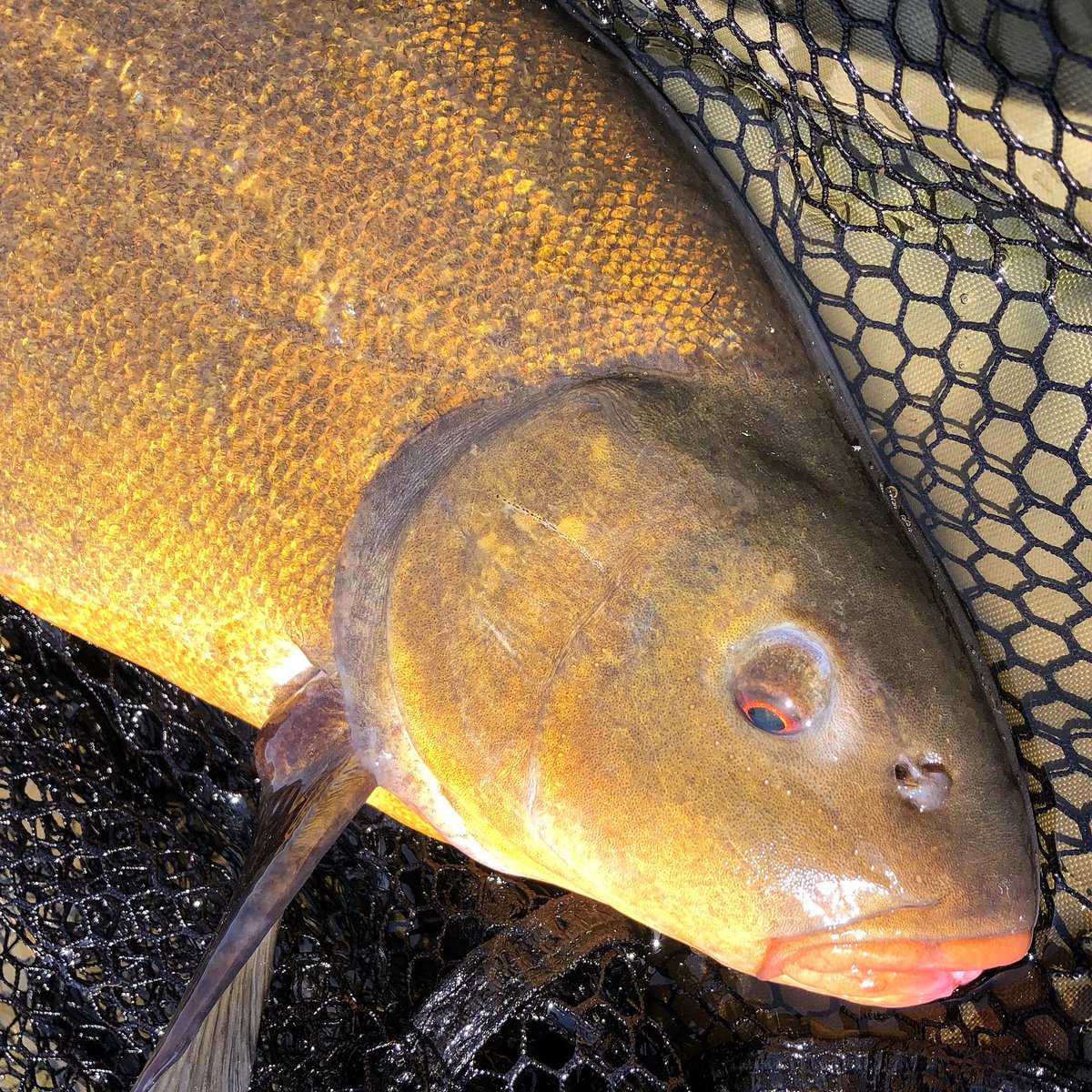 The water warms up and with it the tench get really hungry for our offered baits🎣. I love these beautiful fish😍.
▪️
#tenchfishing #tench #schleie #schleienangeln #beautifulfish #angeln #friedfischangeln #fishing #specimenfishing #lakefishing #freshwaterfishing #fish #fiske