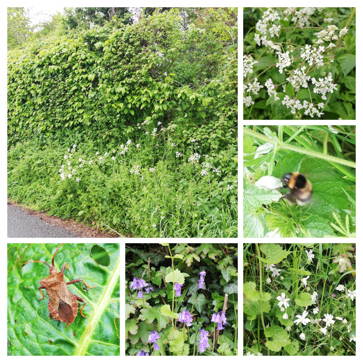 Taking time to fully appreciate hedgerows this week #NationalHedgerowWeek and observe animals sheltering from the odd shower🌧️