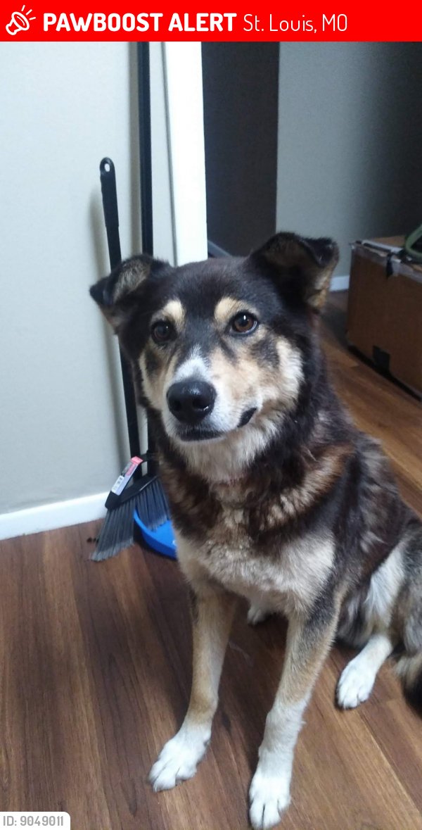 Have you seen Cain? Lost dog in St. Louis, MO 63118 (ID: 9049011)
pawboost.com/landing/pet/1D…