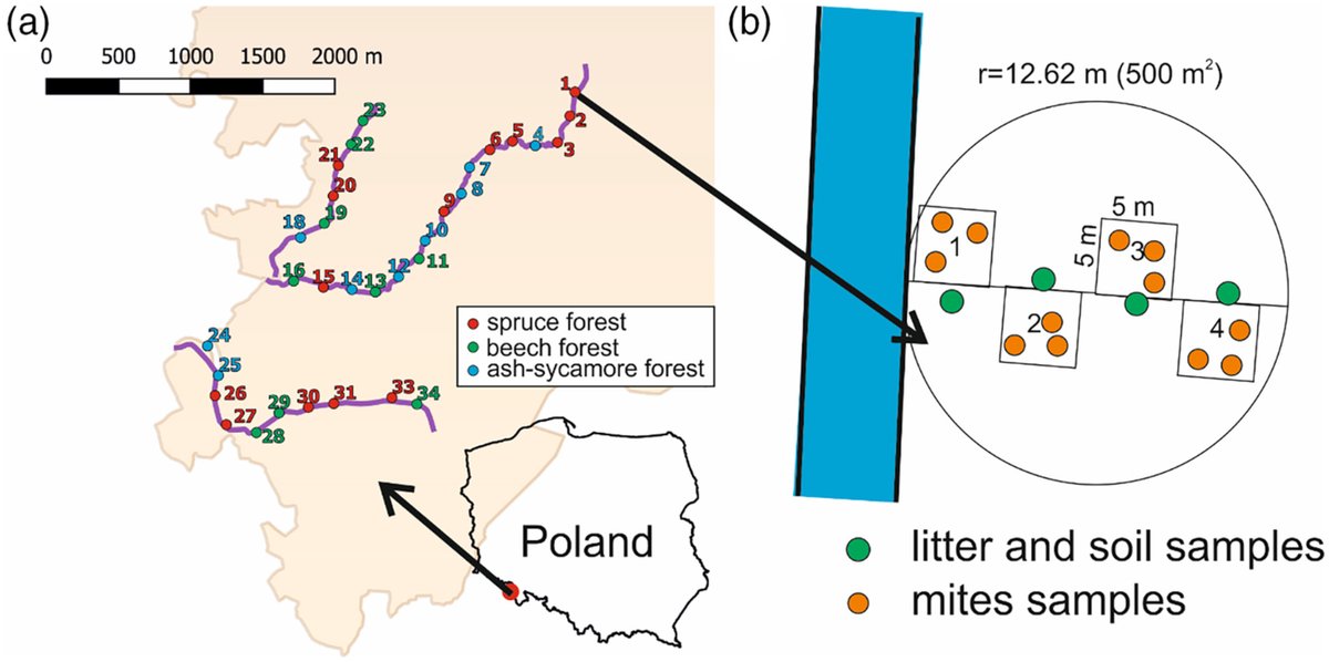 mkdyderski's tweet image. New study in Land Degrad Devel: #streamside #mountain #forests maintained abundant, diverse and #species-rich #Mesostigmata #communities, related to forest type &amp;amp; light gradient. More abundant mite communities in forests with higher soil pH &amp;amp; light 
onlinelibrary.wiley.com/doi/10.1002/ld…