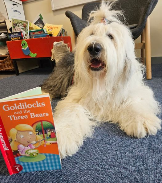 Willow1590's tweet photo. @TherapetC 𝐀𝐩𝐩𝐥𝐞 visited @AultmoreParkPri mary School-Glasgow this morning listening to pupils who came to read stories to her...... #readingwithdogs programme. Tallie's favourite one today was "𝐆𝐨𝐥𝐝𝐢𝐥𝐨𝐜𝐤𝐬 & 𝐭𝐡𝐞 𝟑 𝐁𝐞𝐚𝐫𝐬"💜🐾💜
@CanineConcern @burnspetfood https://t.co/mg1JrMpnwD