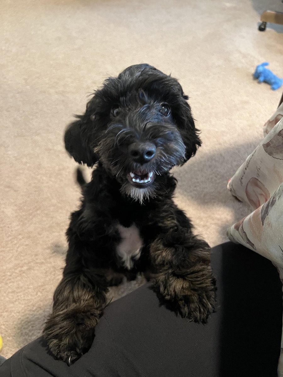 Meet Milo #snoodle 💙