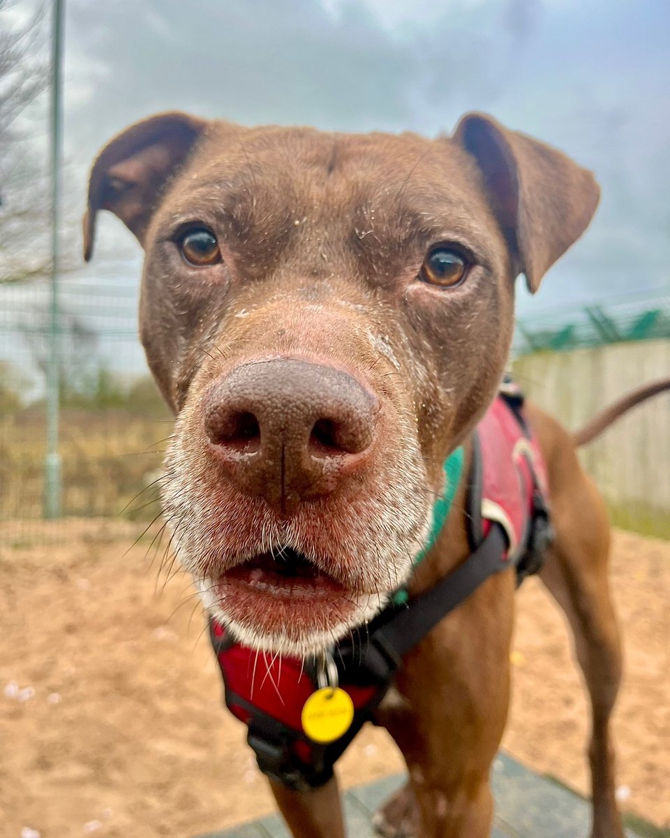 DT_Leeds's tweet image. Go on.... give Beautiful Bailey&apos;s nose a #BOOP! 👆

He&apos;s on the lookout for his forever home so head over to our website to find out more👉 bit.ly/3VsEd4T

#BoopMySnoot #BoopMyNose #CuteDog #AdoptDontShop #Crossbreed #DogsOfTwitter #AdoptADog  #DogOfTheDay @DogsTrust