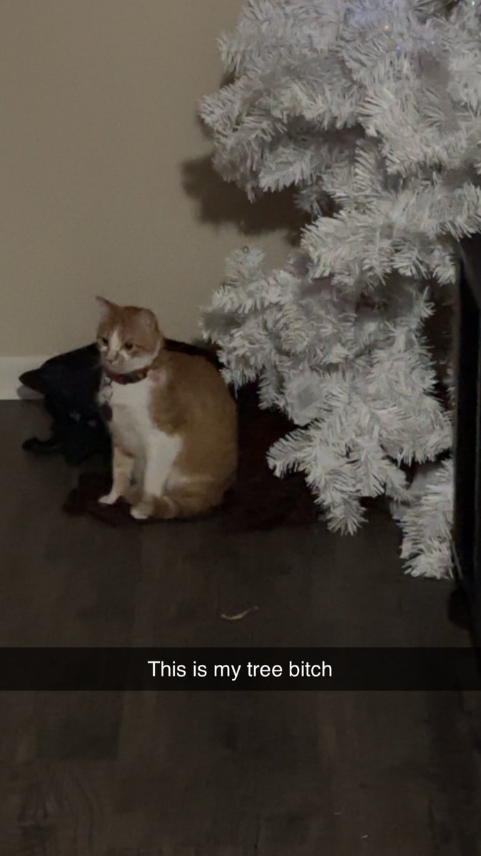 Prancer The Reindeer/Urgent Wppaoz tweet media