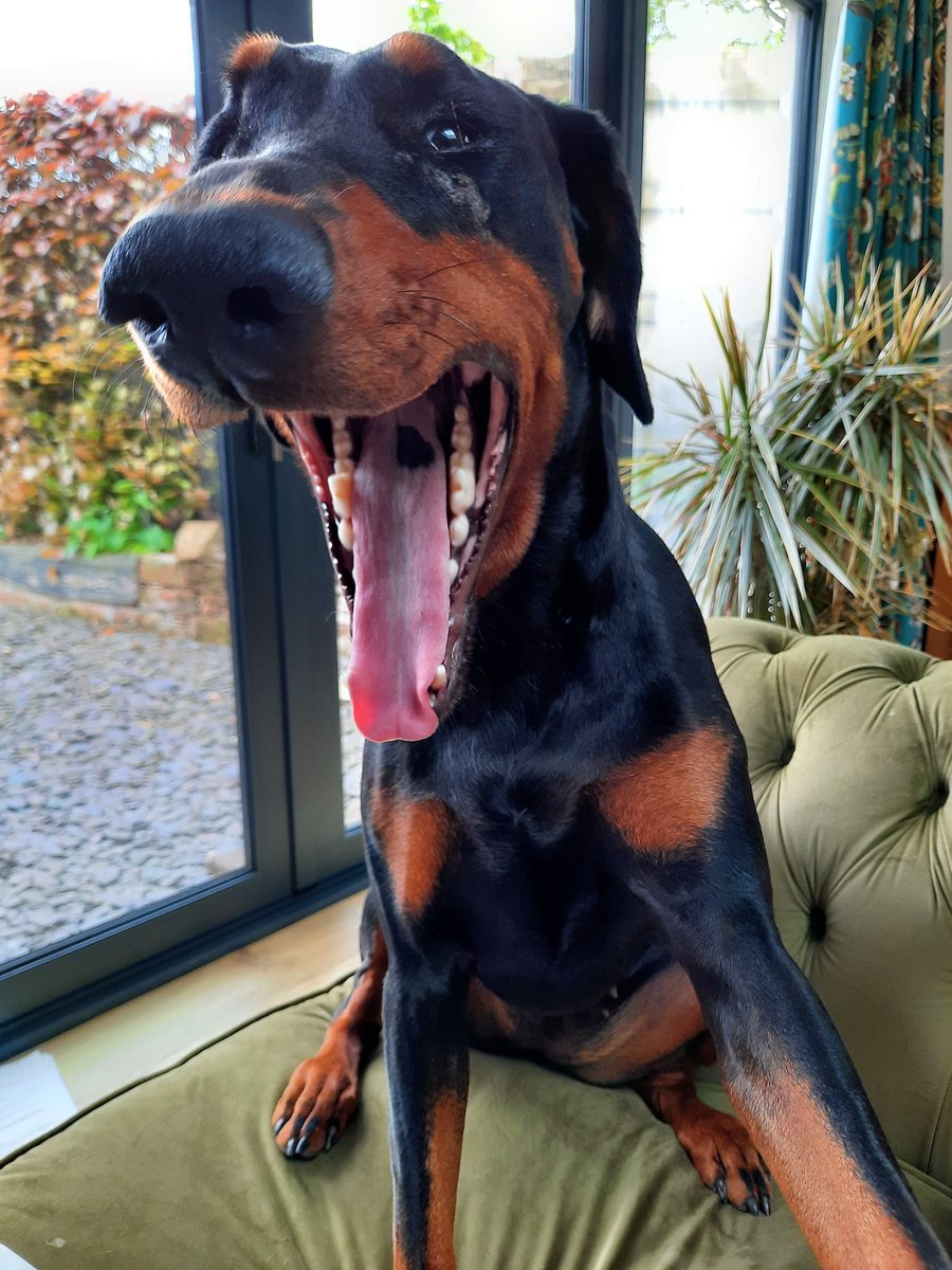 NotBadForHerAge's tweet photo. The tell-tale signs of boredom: the stare and the yawn. Time to stop my uni work while I attend to her needs 😏🙄☺️ #Damson #Dobermann #ImBoredMum #PleasePlayWithMe #dogsoftwitter https://t.co/rkc7CegRdZ