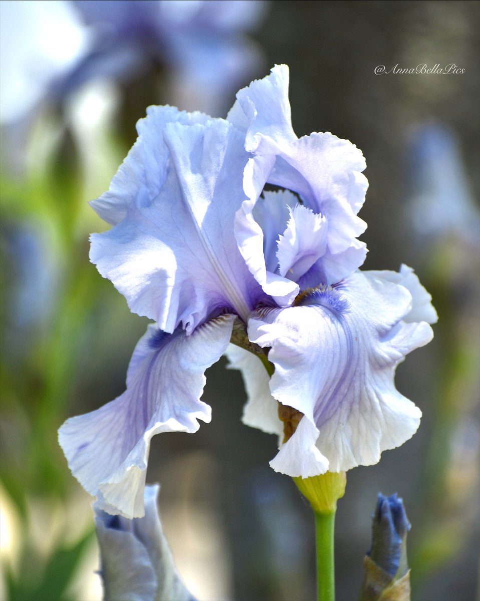 AnnaBellaPics's tweet photo. Eye-catching smokey lavender blue hues on this much cherished unnamed tall bearded iris💜💙 #flowers #gardening #spring https://t.co/Z5vaF36gU5
