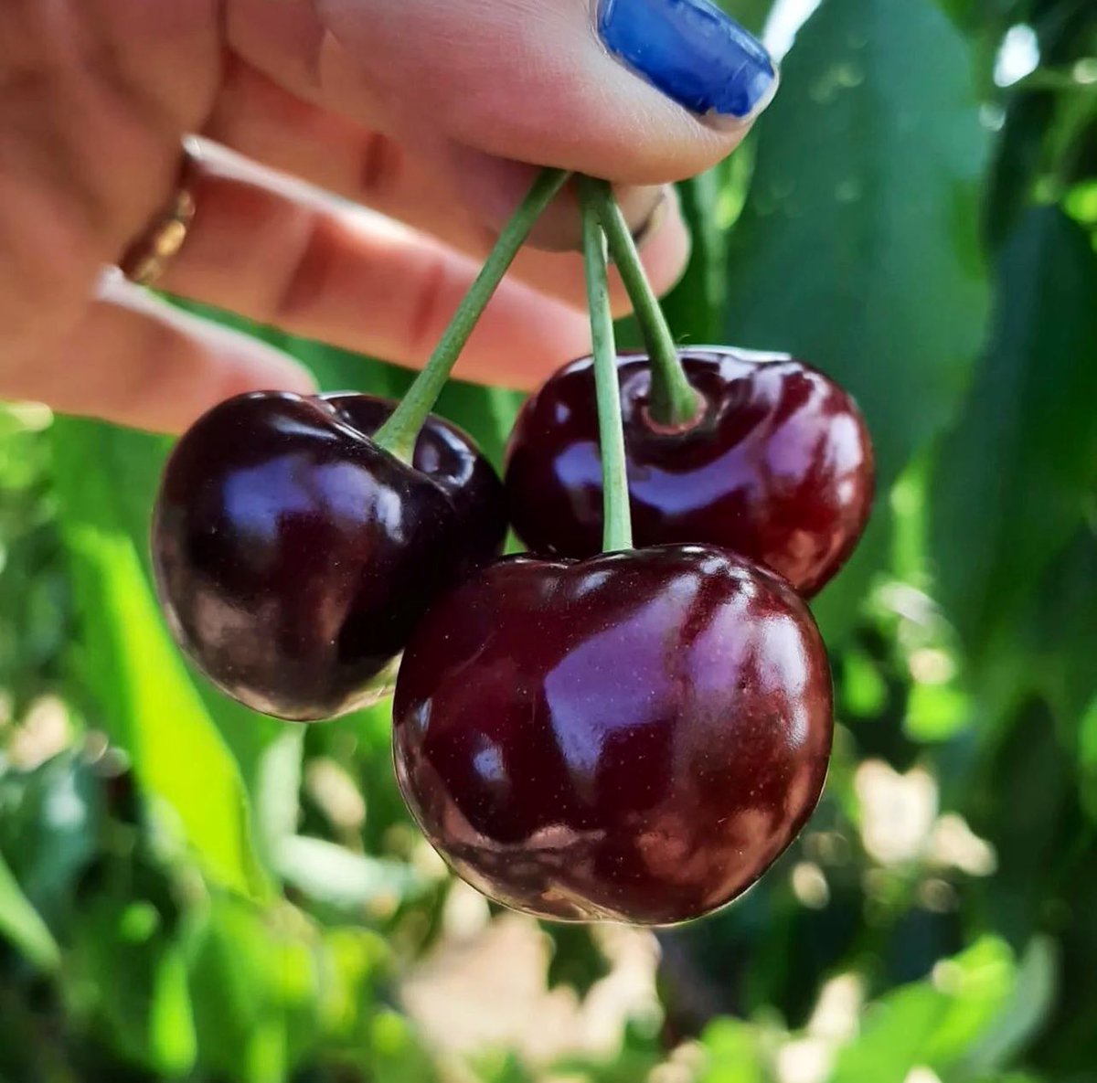 AitonaA's tweet photo. Avui hem tornat a collir la nostra espectacular cirera gurmet! Som productors de la fruita de pinyol més dolça del món! 
Fes la teva comanda avui abans de les 16:30 h i les rebràs en 24 h, directament de l’arbre a casa teva!
COMANDES 🍒 👇🏼👇🏼👇🏼👇🏼
https://t.co/Bu90slLkFD

#cerezas https://t.co/hGPh3ErsZY