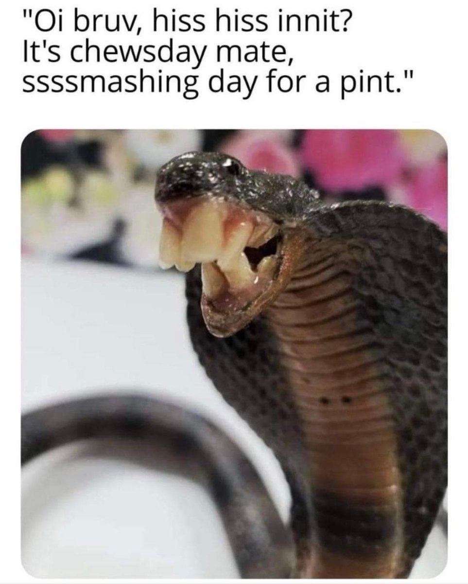 Snake Meme