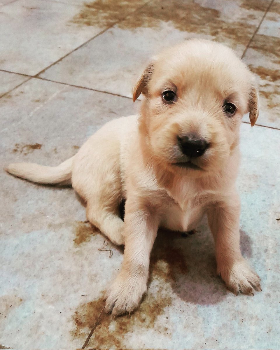 Abang Incon tweet media