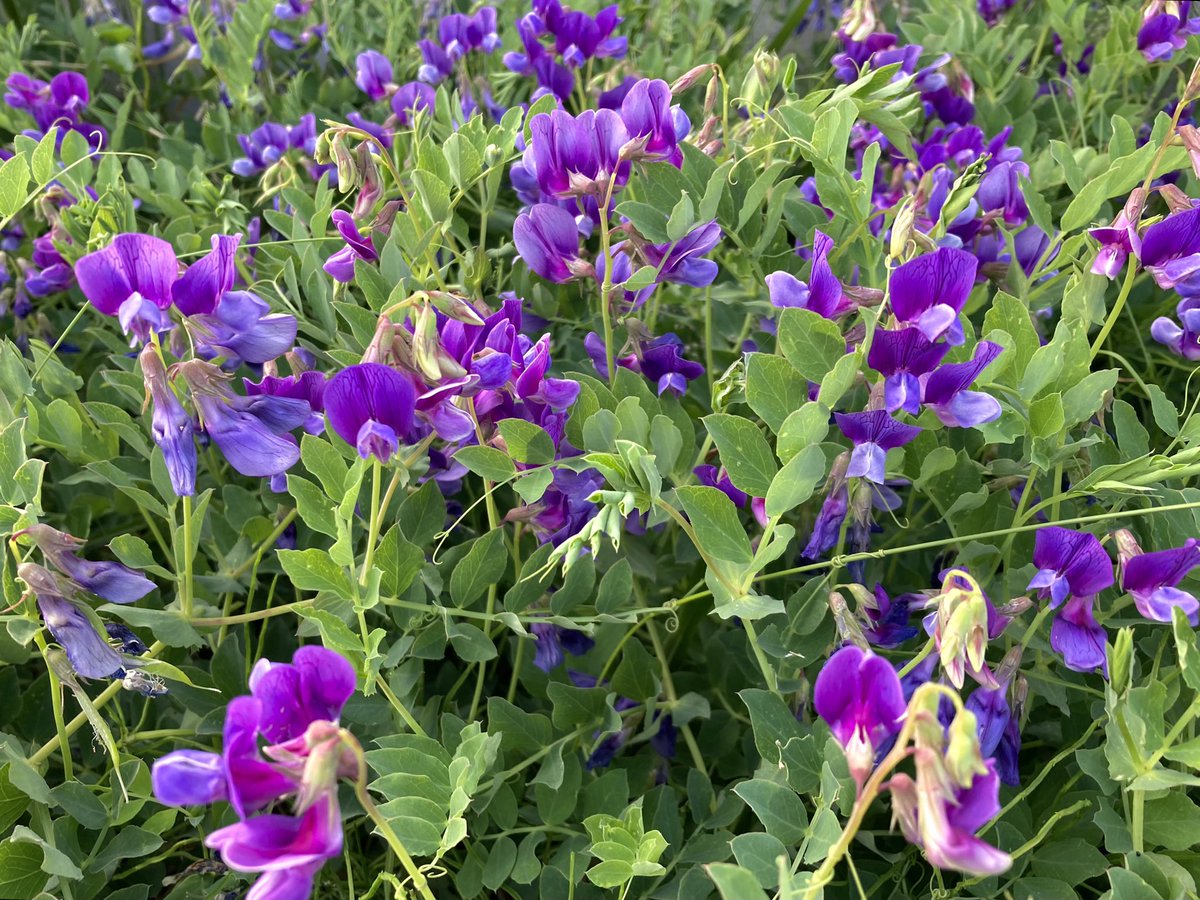 bluejam_mix's tweet photo. Niigata city 2023 May.
#niigata #flowers #beachpea
#新潟市 #ハマエンドウ https://t.co/JBhCEeJOkL