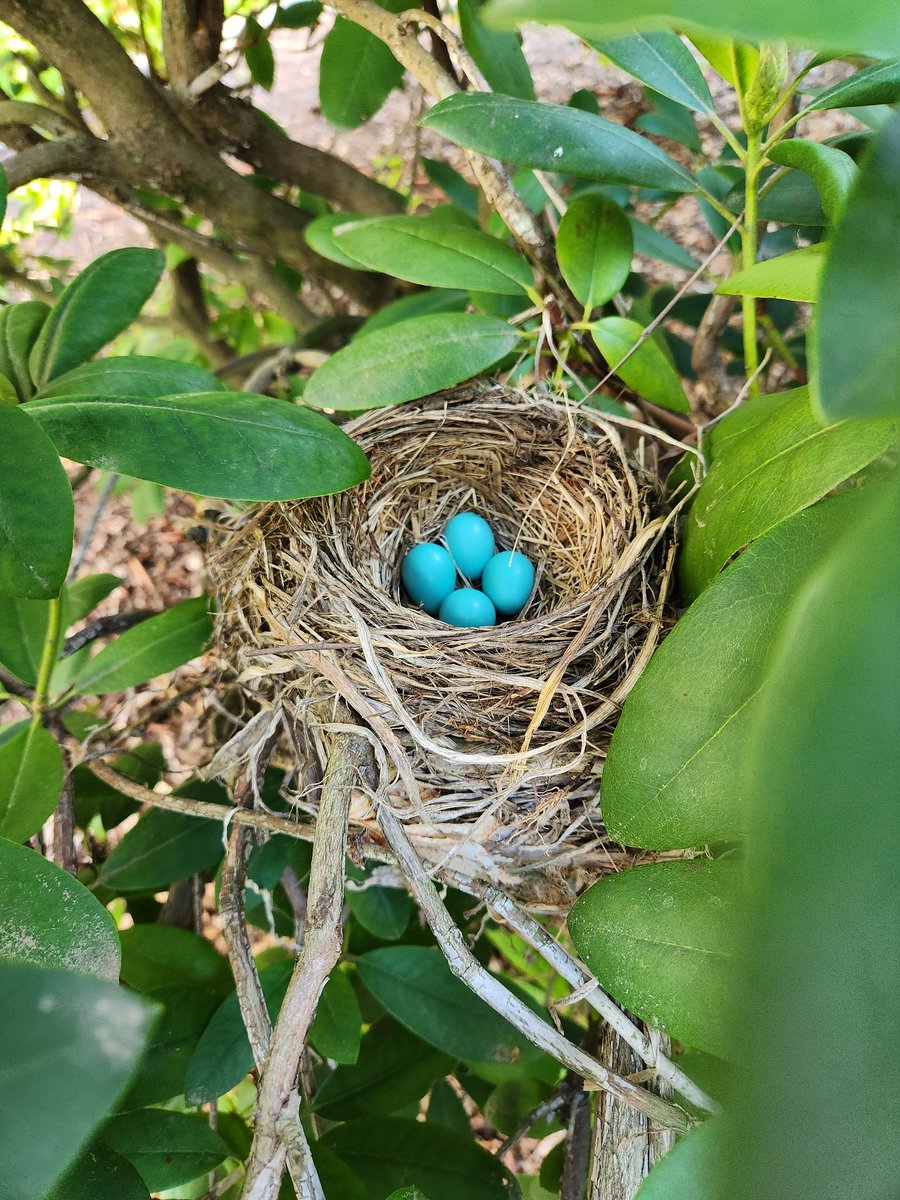 JoshatYale's tweet photo. A lot going on in our yard this spring https://t.co/zGWduJ6oCn