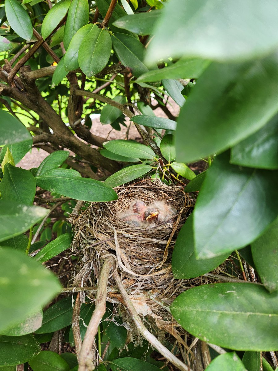 JoshatYale's tweet photo. A lot going on in our yard this spring https://t.co/zGWduJ6oCn