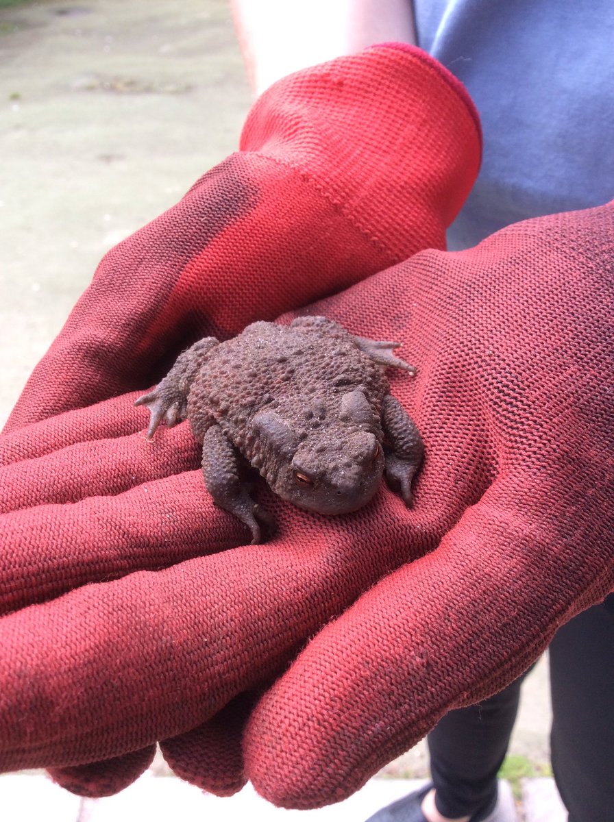 NurserySouthCam's tweet photo. Look who was hiding under our mud kitchen in the Nursery garden today. He was having a #toadtastic time saying hello to all of his new friends before he hopped off on his safe travels. #RibbitRibbit #ToadsOfTwitter #WeLoveSouthCamberley https://t.co/FhMpdl5mUM
