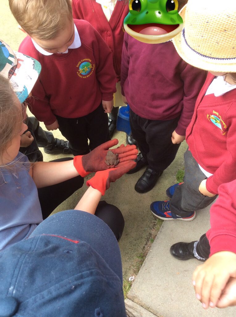 NurserySouthCam's tweet photo. Look who was hiding under our mud kitchen in the Nursery garden today. He was having a #toadtastic time saying hello to all of his new friends before he hopped off on his safe travels. #RibbitRibbit #ToadsOfTwitter #WeLoveSouthCamberley https://t.co/FhMpdl5mUM