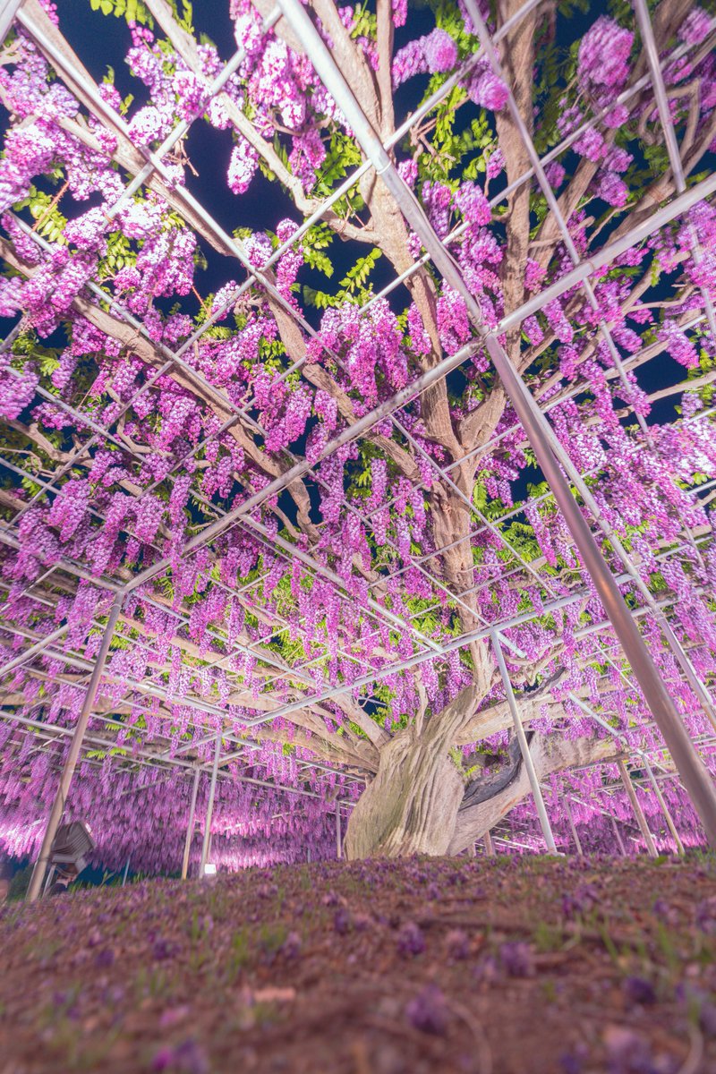 #ashikagaflowerpark #tochigi #wisteria #flowerphotography #naturephotography #nightphotography #snapphoto #snapphotography #sonycamera #sonyphotography #sonyalpha #alpha_newgeneration #sonya7rv #sel1635gm #madewithlightroom