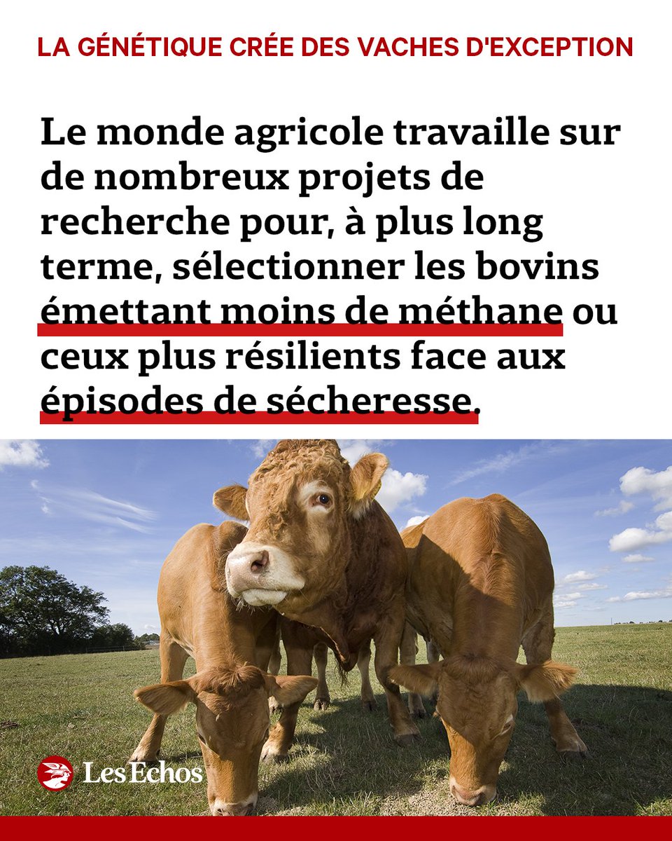 🐮 La vache du futur sera-t-elle française ? Tout porte à le croire si l'on en croit le succès de la génétique bovine tricolore ! Comment la génétique française crée des vaches d'exception, une enquête de <a href="/PaulTurban2/">Paul Turban</a> ➡️ trib.al/KuTgPJO