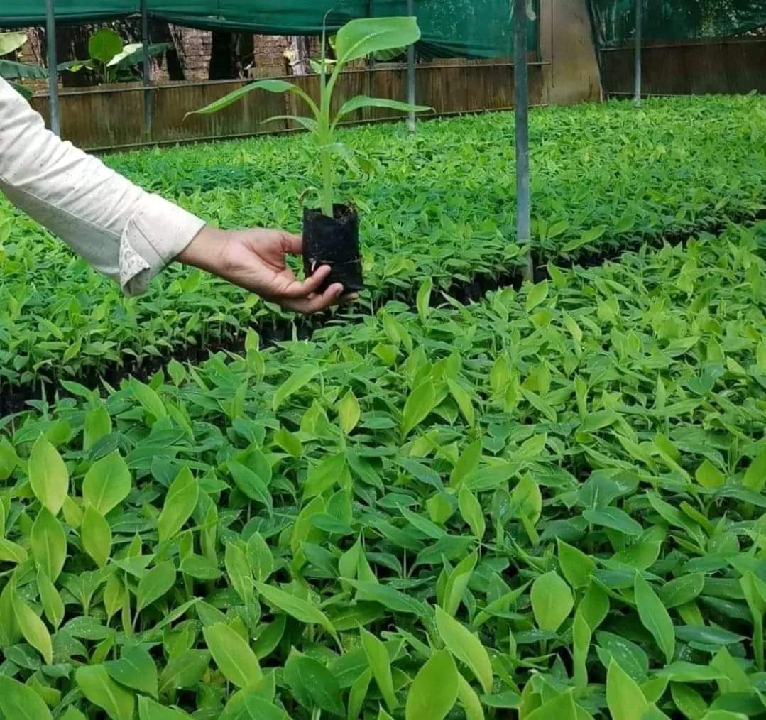 EarthJunction's tweet photo. Tissue Culture Banana Plant - Hojai, Assam, India
#bananas #fruits #fruittree #trees #tree #plants #GoGreen #earthjunction #savetheearth #plantatree https://t.co/meTmC1eqiz