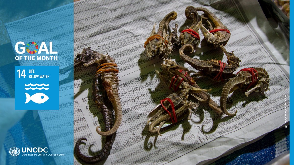 UNODC_ENV's tweet photo. Crimes that affect the environment like wildlife &amp; forest crime, #crimesinfisheries, waste crime and illegal mining lead to biodiversity loss, pollution &amp; climate change.
To #endENVcrimes &amp; achieve @GlobalGoalsUN #SDG13 #SDG14 #SDG15 we must reverse the triple planetary crisis. https://t.co/V7cZDdRN5S