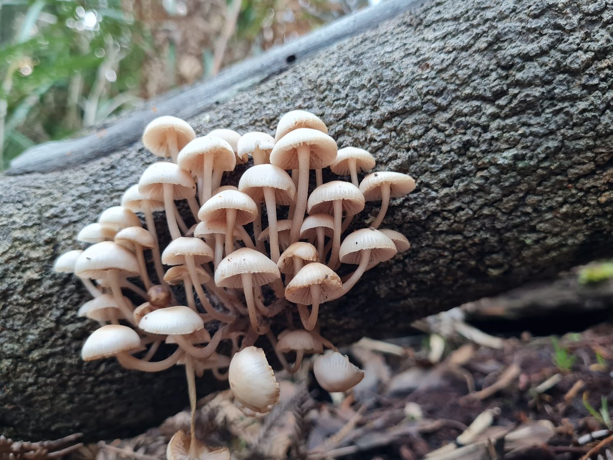QuestaGame's tweet photo. New featured sighting from GreenFreckles in the Fungi and Friends category! See https://t.co/jk185IbKzv Well done! #QuestaGame Photo by QG player GreenFreckles https://t.co/Q4Ro7dfuxm
