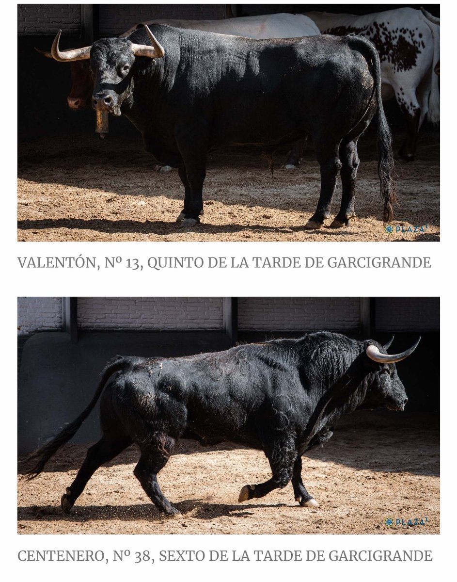 Se viene LÍO GORDO esta tarde en <a href="/LasVentas/">Plaza de Las Ventas</a> . Corrida indecente, impresentable,indigna...... Esto es una vergüenza!!!! Esto es Madrid, señor@s y no Sevilla!!!! 
¿Dónde están los veterinarios? ¿Hola?
Se viene pitada monumental!!!