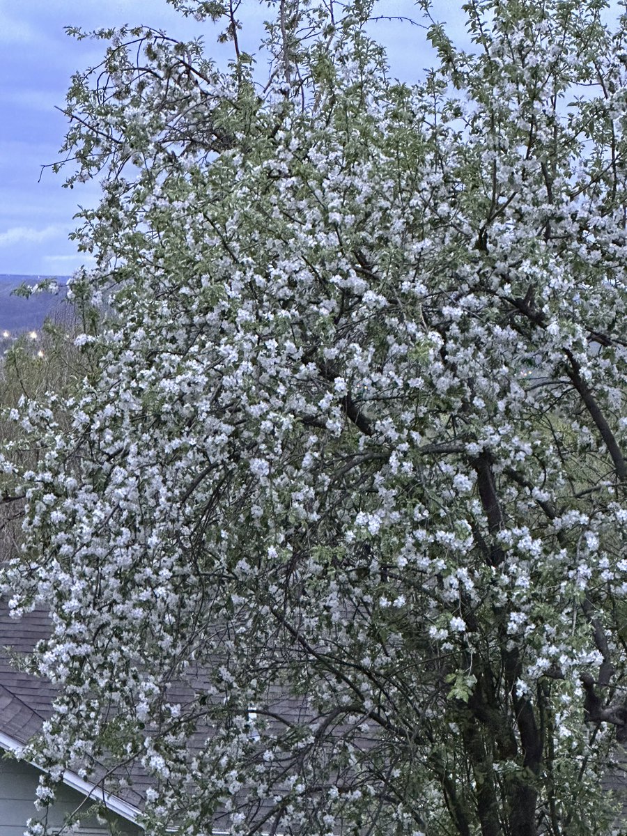 TiffinySpire's tweet photo. The crab-apple blossoms look so pretty in this light. Wish you could hear all the birds chirping at this hour. #5amwritersclub #amwriting https://t.co/7jidg4HAFi